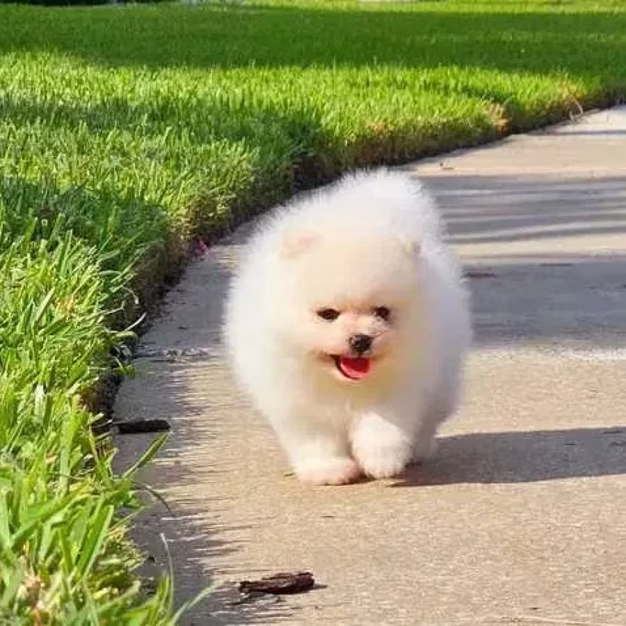 Mini Pomeranian Spitz