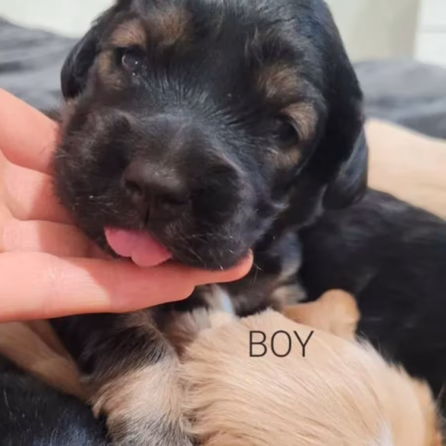 Bring Home Happiness Cocker Spaniel Puppies in Brooklyn, NY