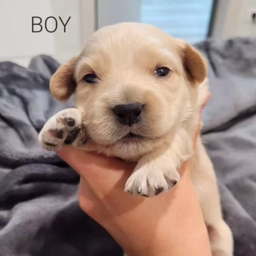 Bring Home Happiness Cocker Spaniel Puppies in Brooklyn, NY