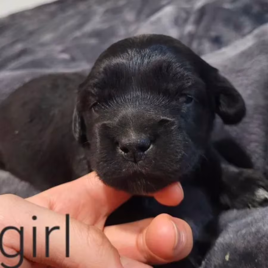 Bring Home Happiness Cocker Spaniel Puppies in Brooklyn, NY