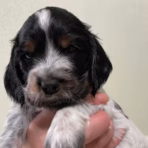 Beautiful Cocker Spaniel Puppies Ready for Reservation in San Diego...