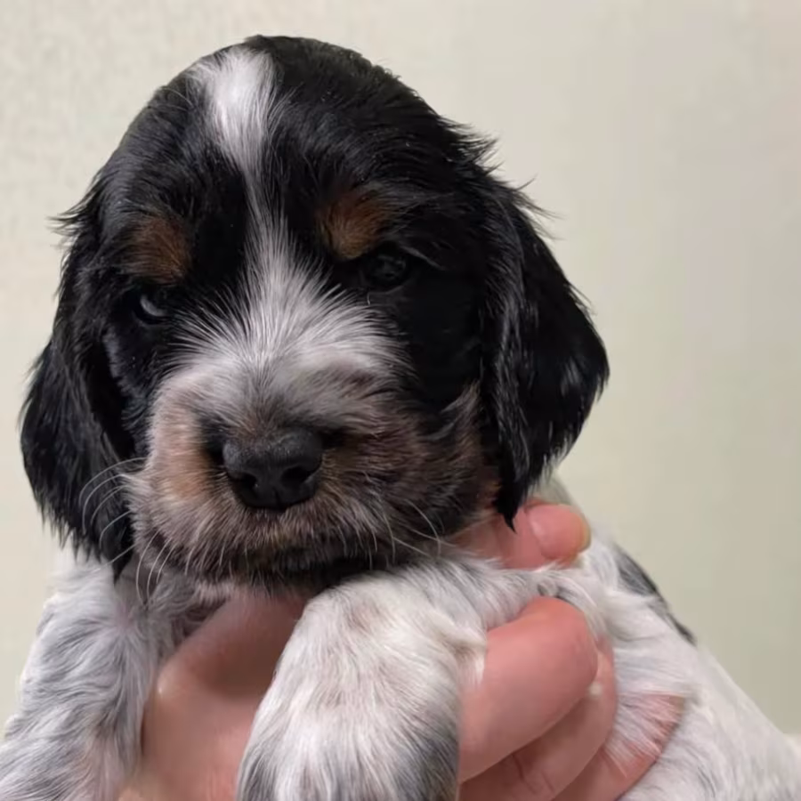 Beautiful Cocker Spaniel Puppies Ready for Reservation in San Diego...