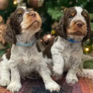 Beautiful Cocker Spaniel Puppies Ready for Reservation in San Diego...