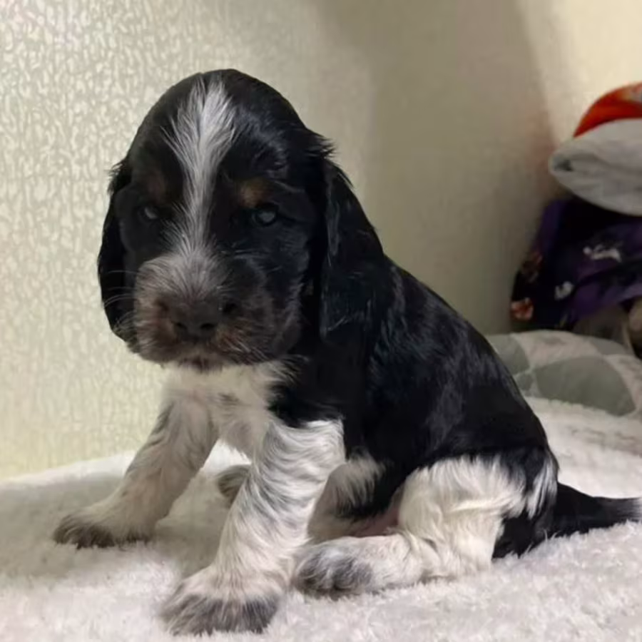 Beautiful Cocker Spaniel Puppies Ready for Reservation in San Diego...