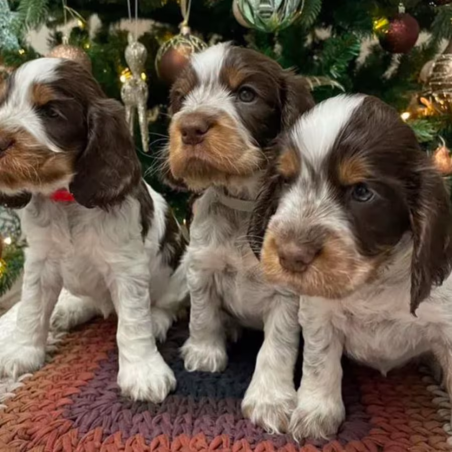 Beautiful Cocker Spaniel Puppies Ready for Reservation in San Diego...