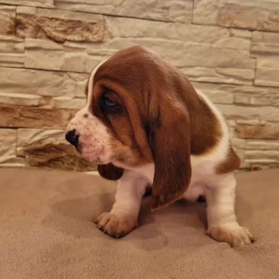 Basset Hound Puppies for Sale in Detroit, MI