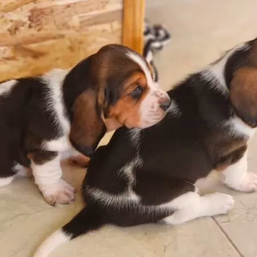 Basset Hound Puppies for Sale in Detroit, MI