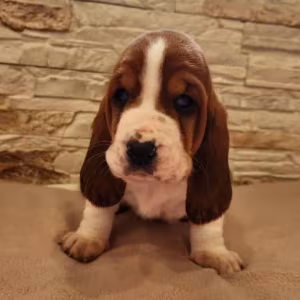Basset Hound Puppies for Sale in Detroit, MI