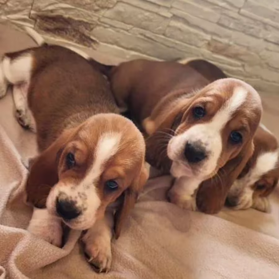 Basset Hound Puppies for Sale in Detroit, MI