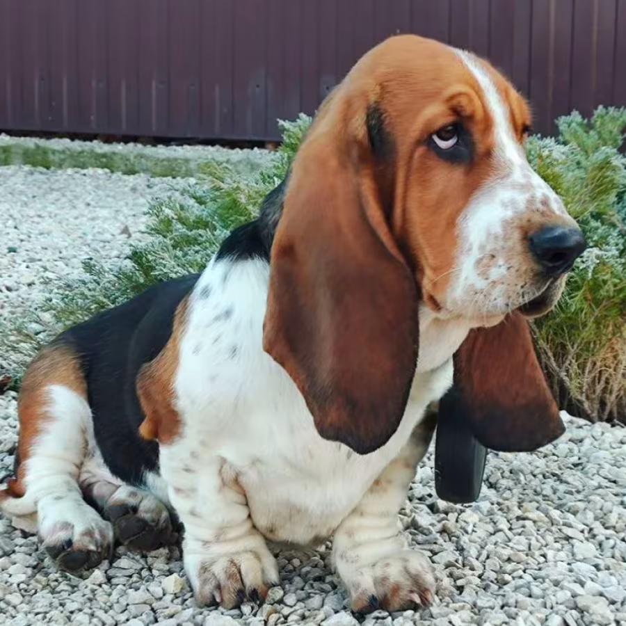 Basset Hound Girl for Sale in Brooklyn, NY