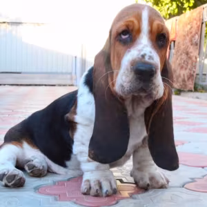 Basset Hound Girl for Sale in Brooklyn, NY