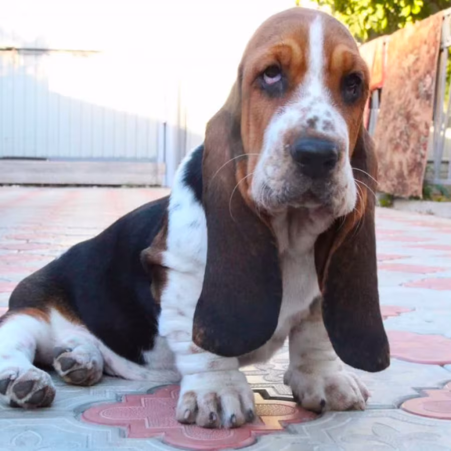 Basset Hound Girl for Sale in Brooklyn, NY