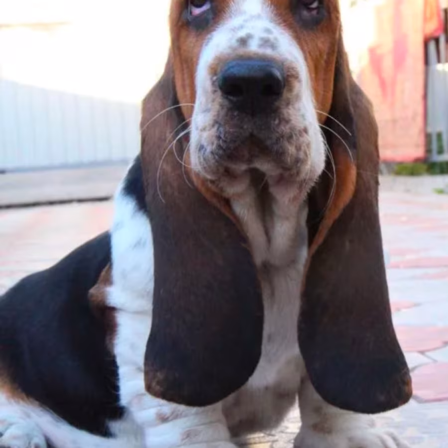 Basset Hound Girl for Sale in Brooklyn, NY