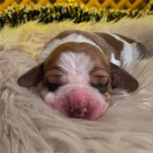 Basset Hound Puppies for Sale in Detroit, MI