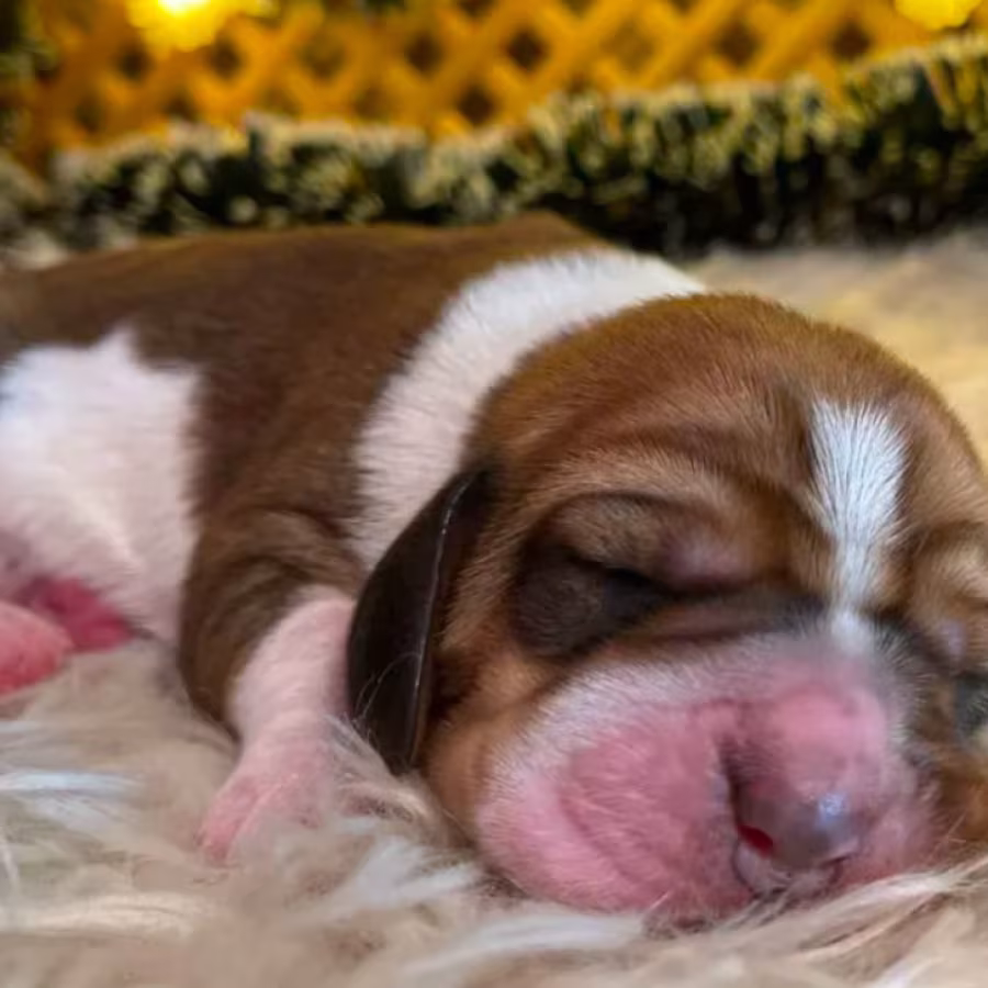 Basset Hound Puppies for Sale in Detroit, MI