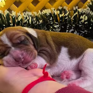Basset Hound Puppies for Sale in Detroit, MI