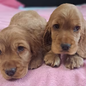 Cocker Spaniel Puppy Reservations in Clifton, CO