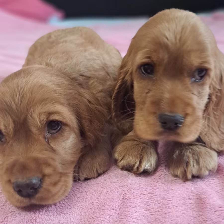 Cocker Spaniel Puppy Reservations in Clifton, CO