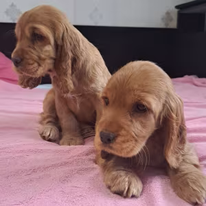 Cocker Spaniel Puppy Reservations in Clifton, CO