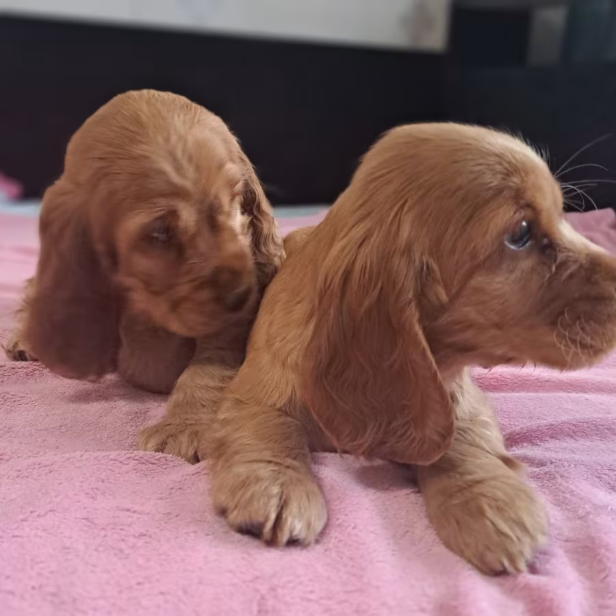 Cocker Spaniel Puppy Reservations in Clifton, CO