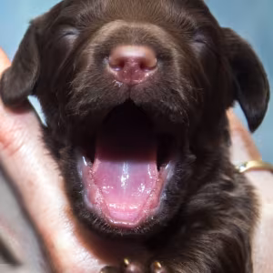 Cocker Spaniel Puppies Ready for Reservation in New Castle, PA