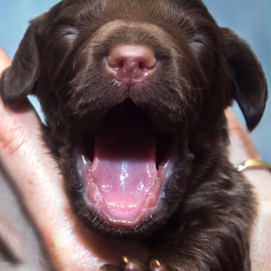 Cocker Spaniel Puppies Ready for Reservation in New Castle, PA