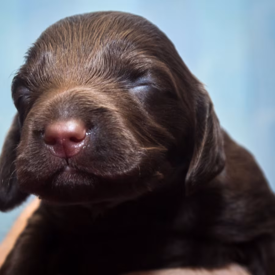 Cocker Spaniel Puppies Ready for Reservation in New Castle, PA