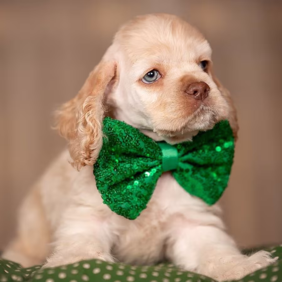 Cocker Spaniel Girl in Detroit, MI
