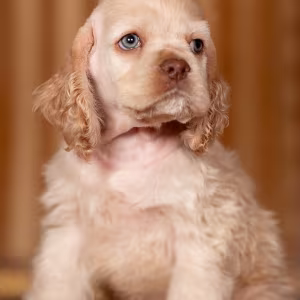 Cocker Spaniel Girl in Detroit, MI