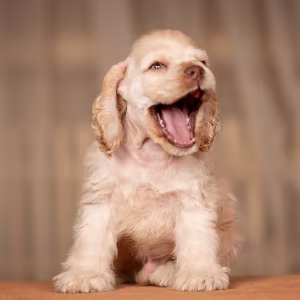 Cocker Spaniel Girl in Detroit, MI