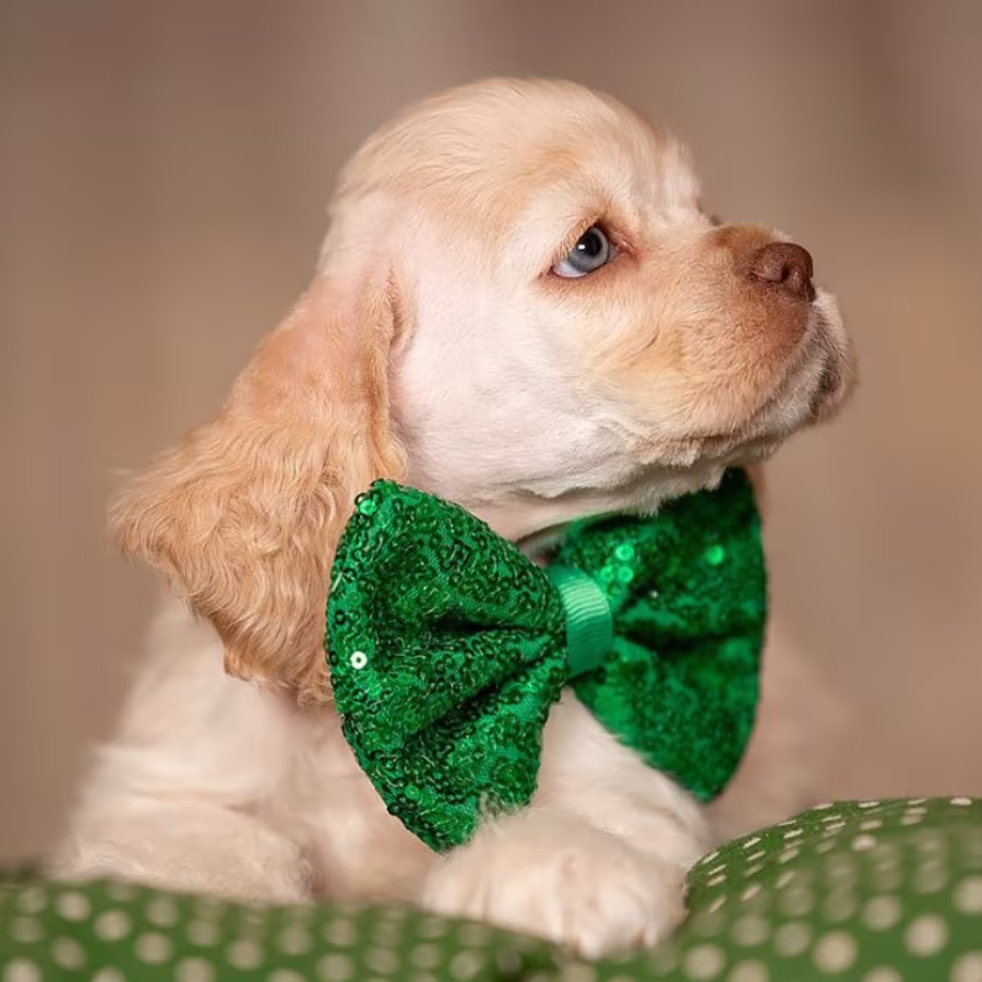 Cocker Spaniel Girl in Detroit, MI