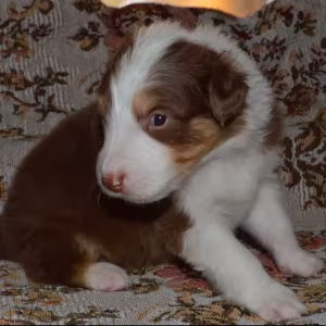 Australian Shepherd Puppies for Sale in Erie, CO