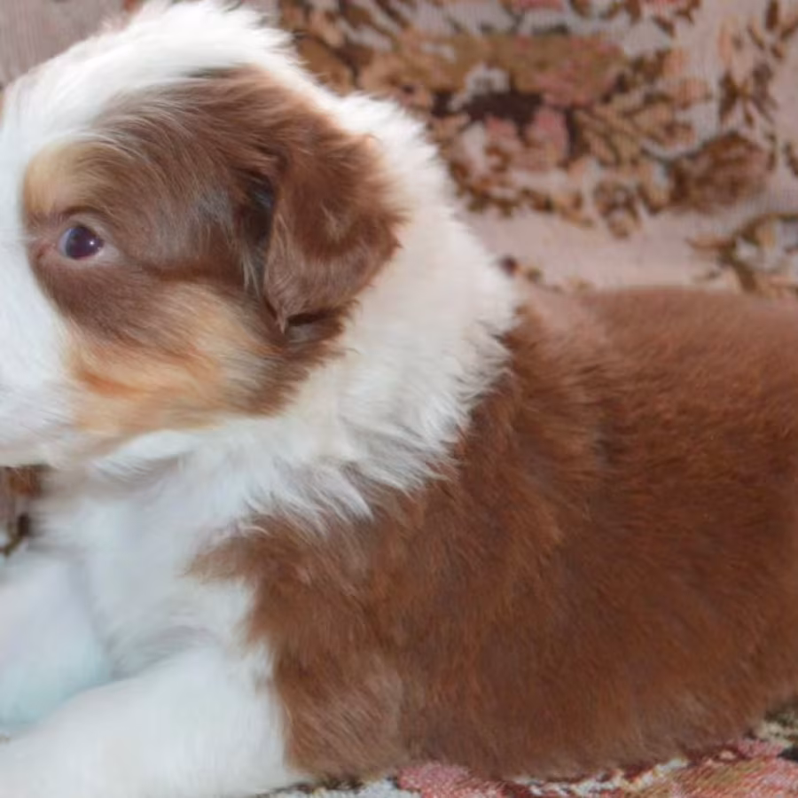 Australian Shepherd Puppies for Sale in Erie, CO