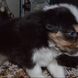Australian Shepherd Puppies for Sale in Erie, CO