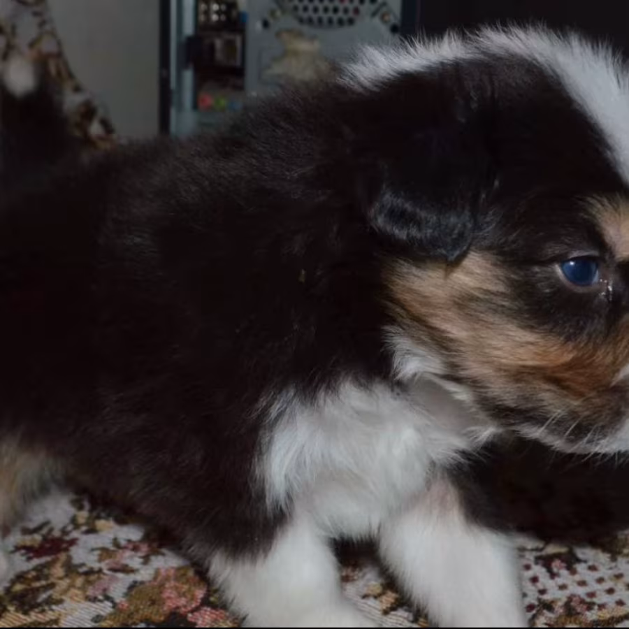 Australian Shepherd Puppies for Sale in Erie, CO
