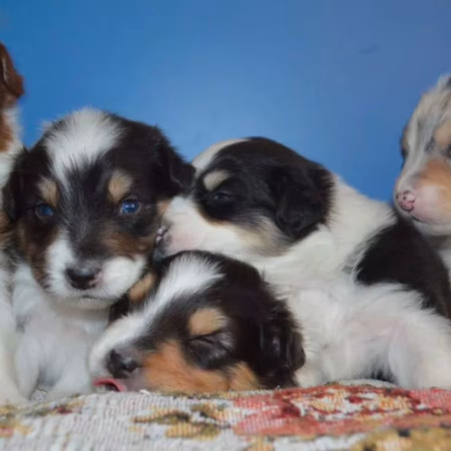Australian Shepherd Puppies for Sale in Erie, CO