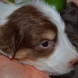 Australian Shepherd Puppies for Sale in Erie, CO