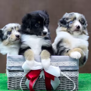 Australian Shepherd Puppies for Sale in Houston, TX