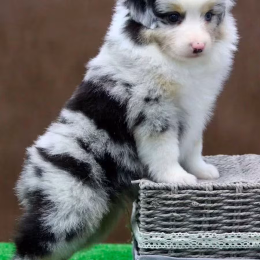 Australian Shepherd Puppies for Sale in Houston, TX
