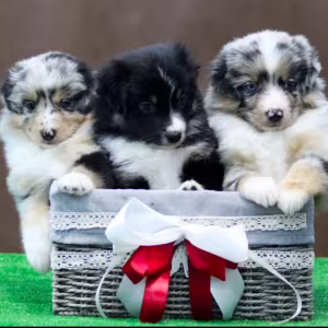 Australian Shepherd Puppies for Sale in Houston, TX