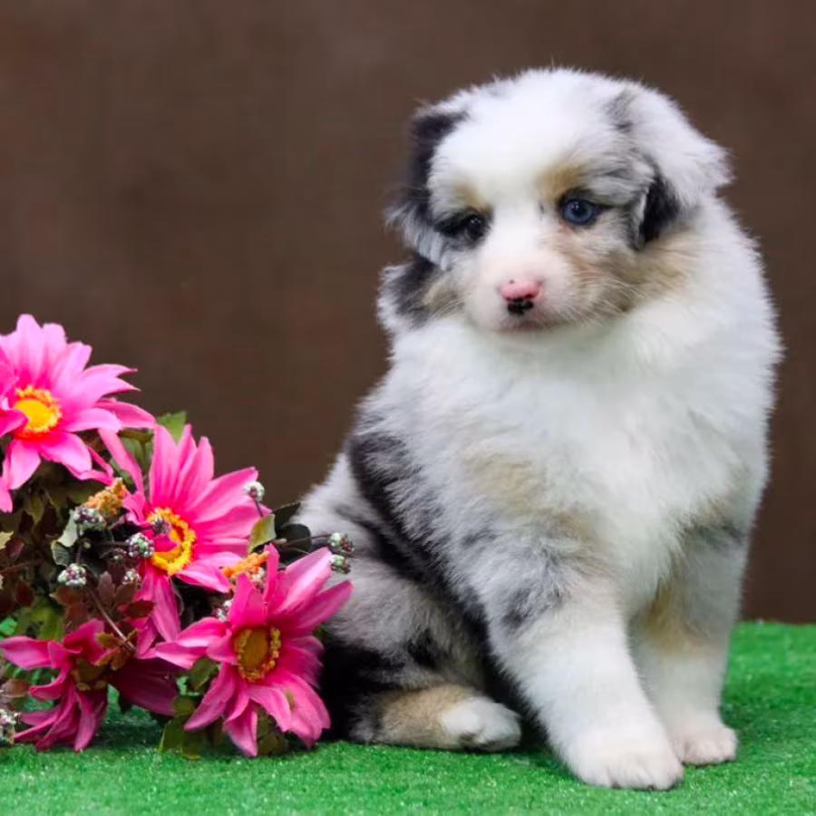 Australian Shepherd Puppies for Sale in Houston, TX