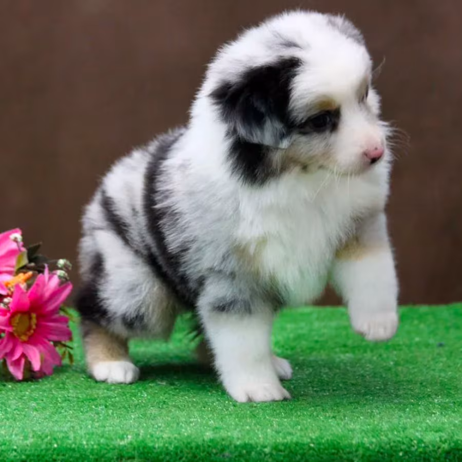 Australian Shepherd Puppies for Sale in Houston, TX