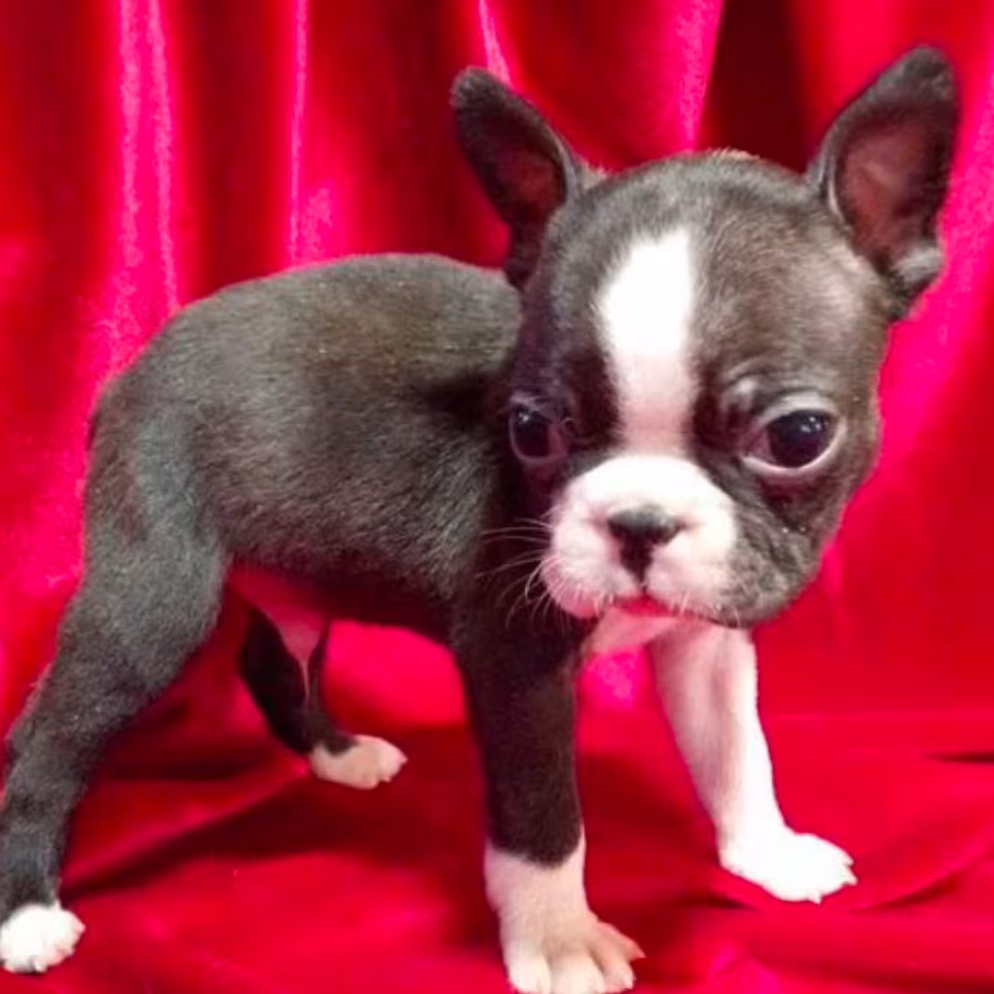 Boston Terrier Puppies for Sale in Casper, WY