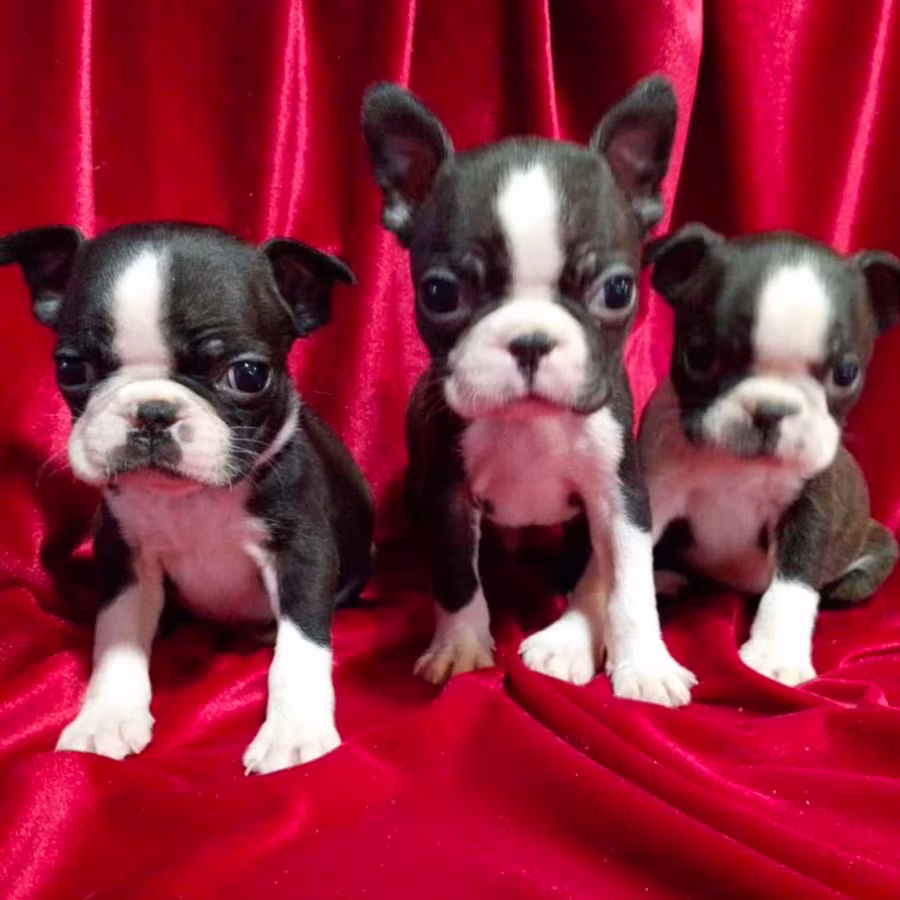 Boston Terrier Puppies for Sale in Casper, WY