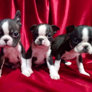 Boston Terrier Puppies for Sale in Casper, WY