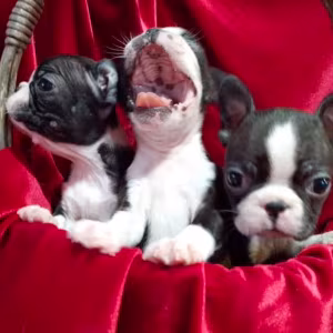 Boston Terrier Puppies for Sale in Casper, WY