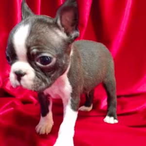Boston Terrier Puppies for Sale in Casper, WY