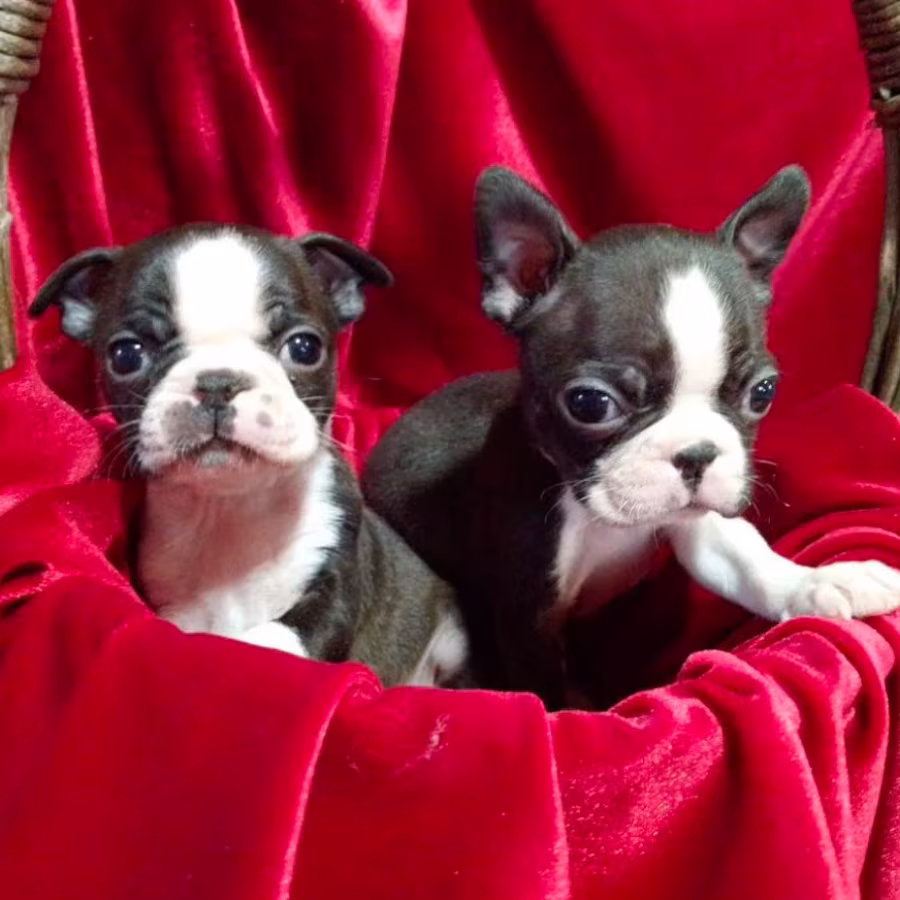 Boston Terrier Puppies for Sale in Casper, WY