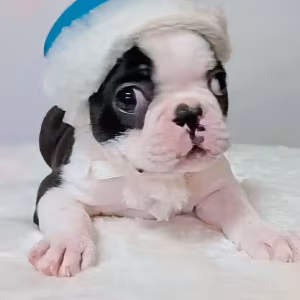 Boston Terrier Puppies for Sale in Bronx, NY