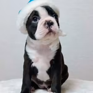 Boston Terrier Puppies for Sale in Bronx, NY